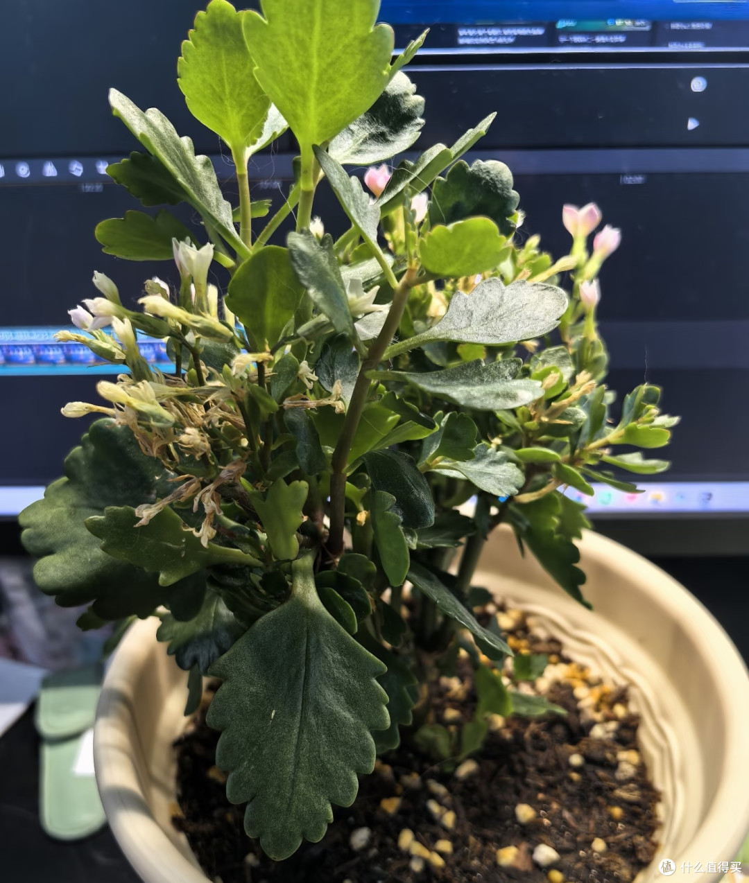 长寿花的大叶片不要乱撸,撸早了新芽僵苗、花苞发黑
