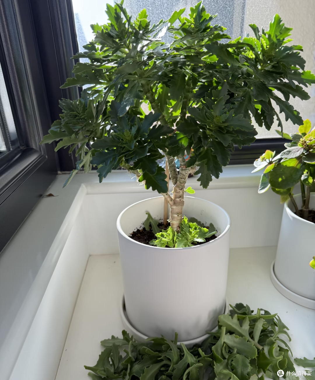 长寿花的大叶片不要乱撸,撸早了新芽僵苗、花苞发黑