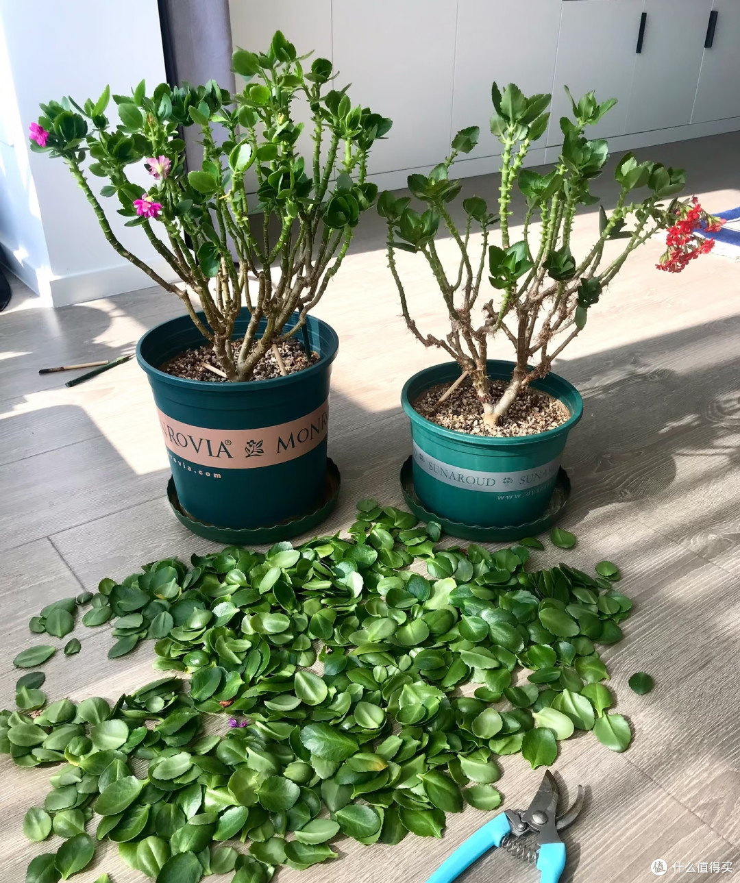 长寿花的大叶片不要乱撸,撸早了新芽僵苗、花苞发黑