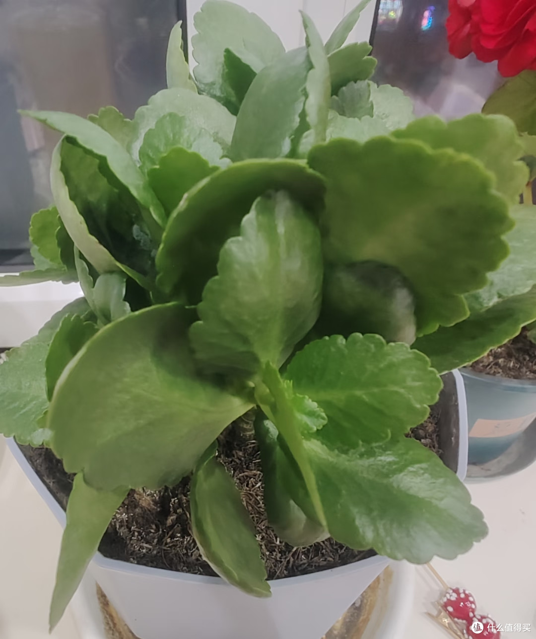 长寿花的大叶片不要乱撸,撸早了新芽僵苗、花苞发黑