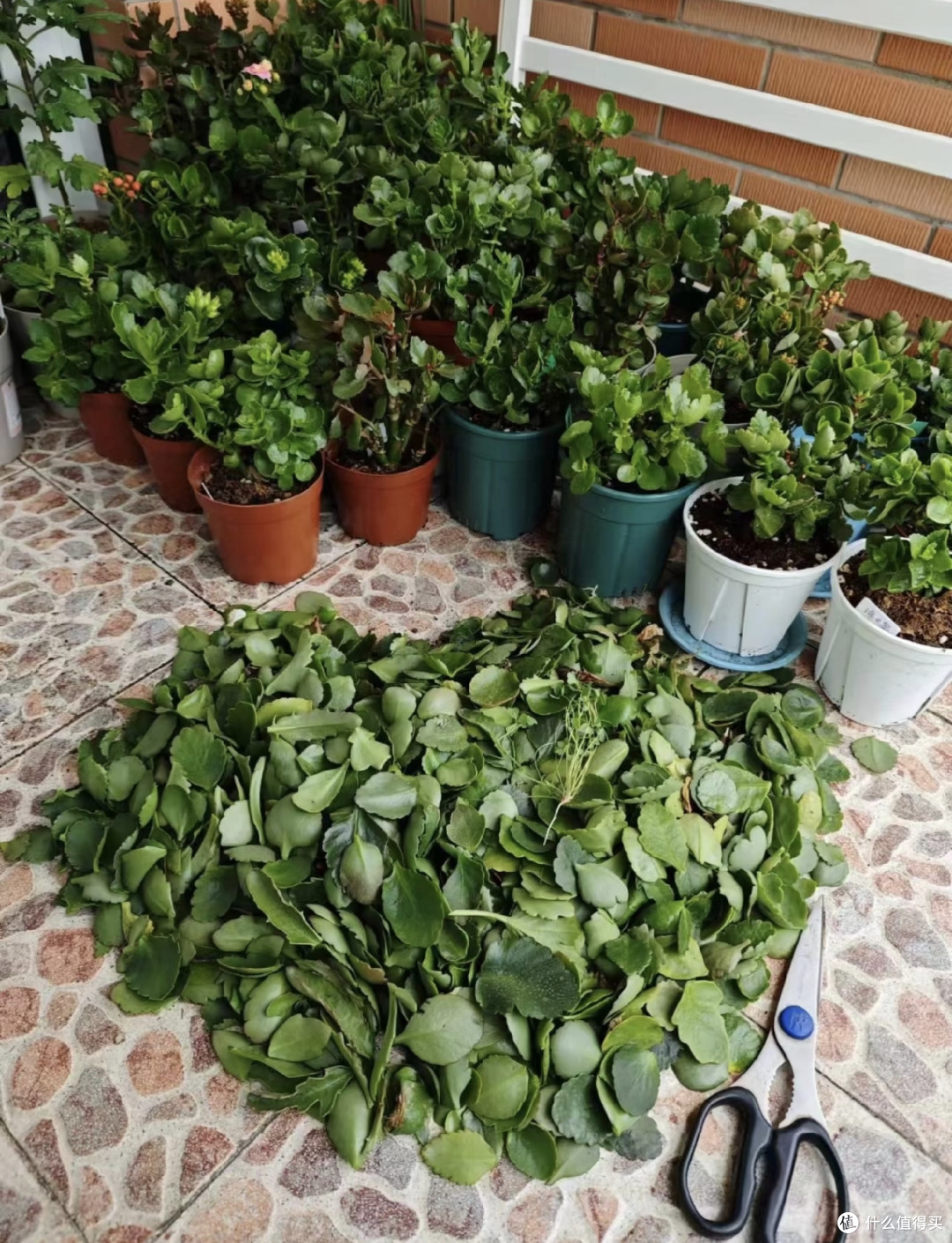 长寿花的大叶片不要乱撸,撸早了新芽僵苗、花苞发黑