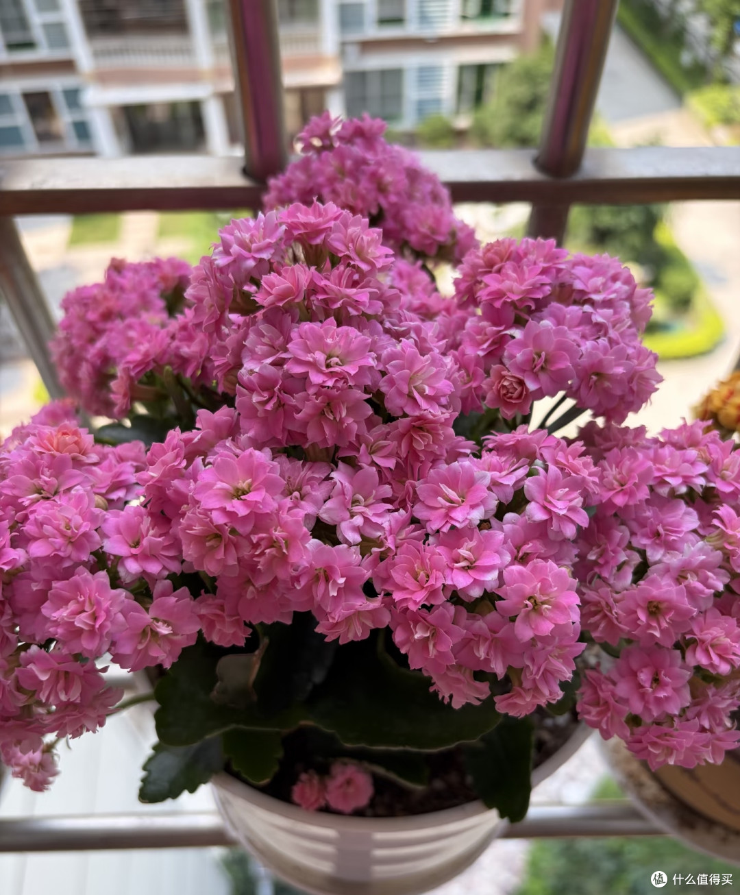长寿花的大叶片不要乱撸,撸早了新芽僵苗、花苞发黑