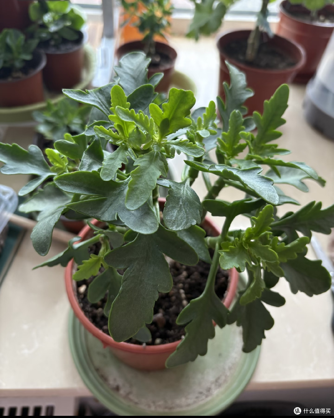 长寿花的大叶片不要乱撸,撸早了新芽僵苗、花苞发黑