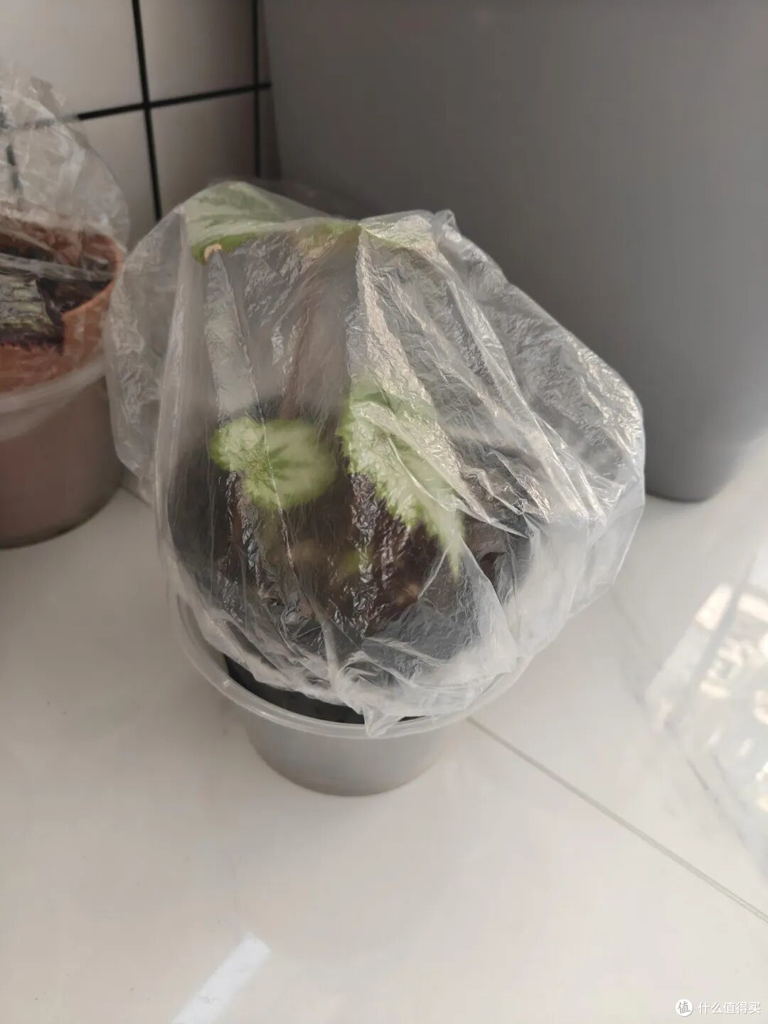 第一次对「保鲜罩」产生了敬意!打开思路后,简直就是家居神器