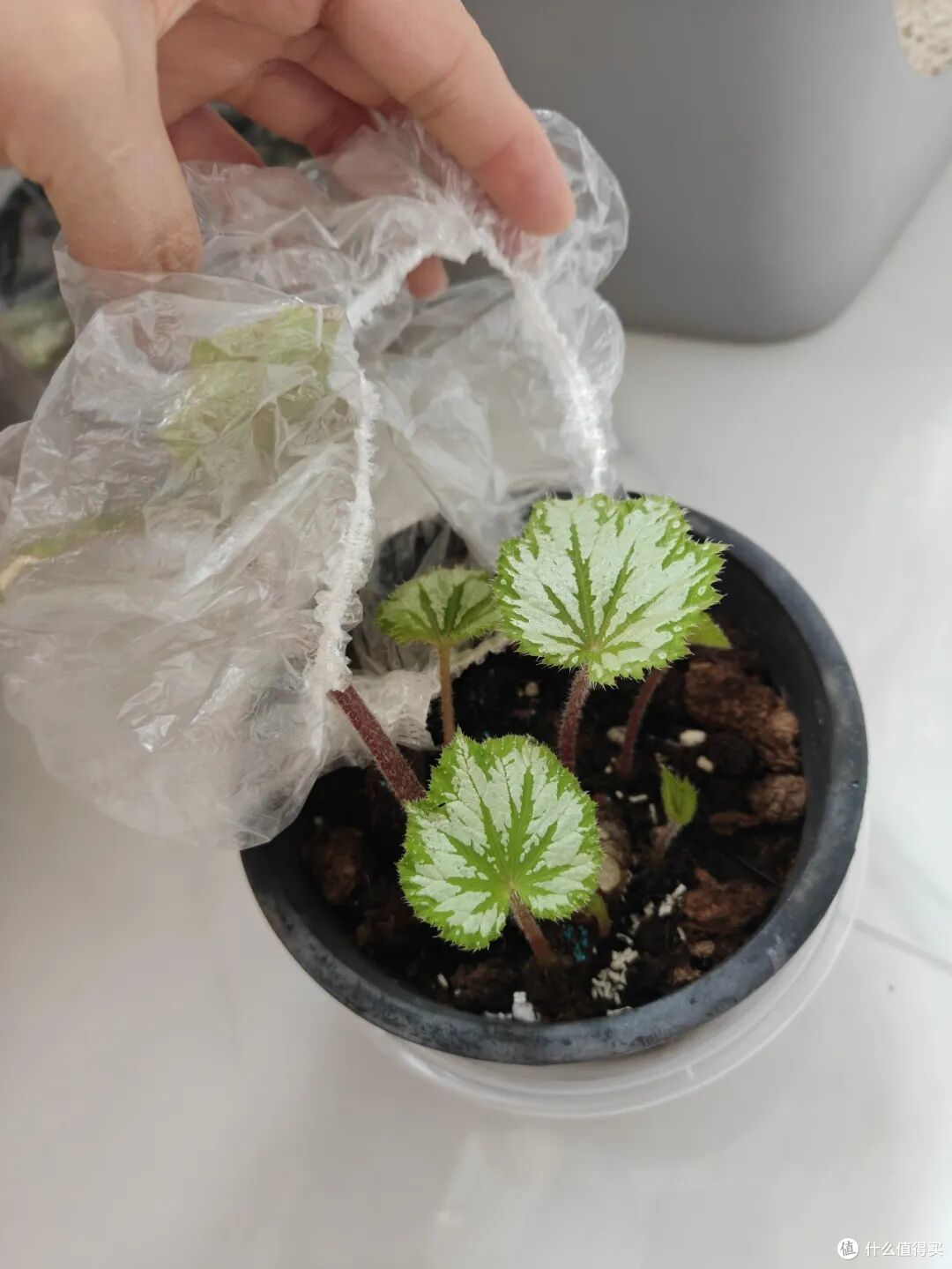 第一次对「保鲜罩」产生了敬意!打开思路后,简直就是家居神器