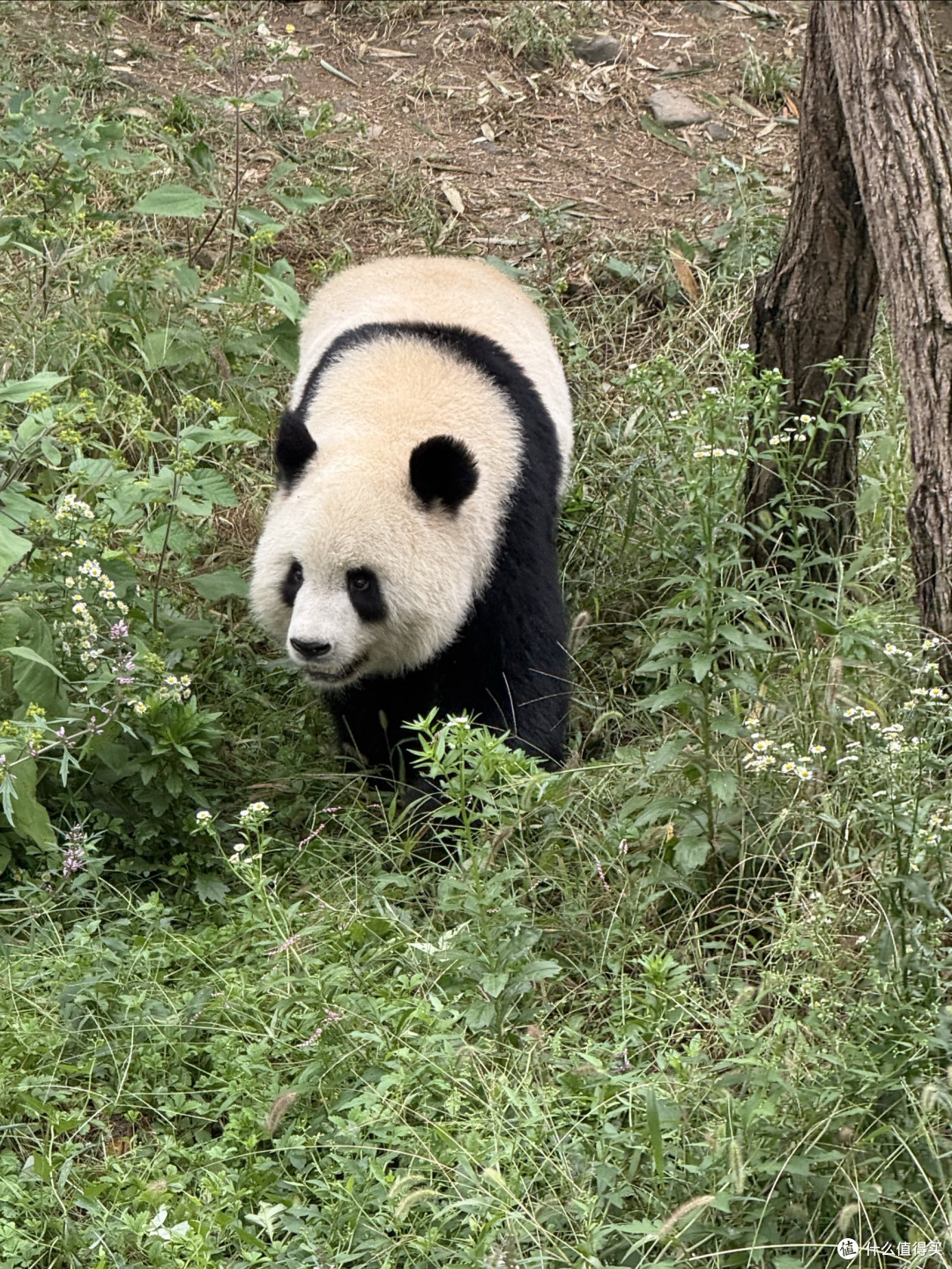 宇宙独一无二的巧克力熊猫！总得亲眼看一次吧！