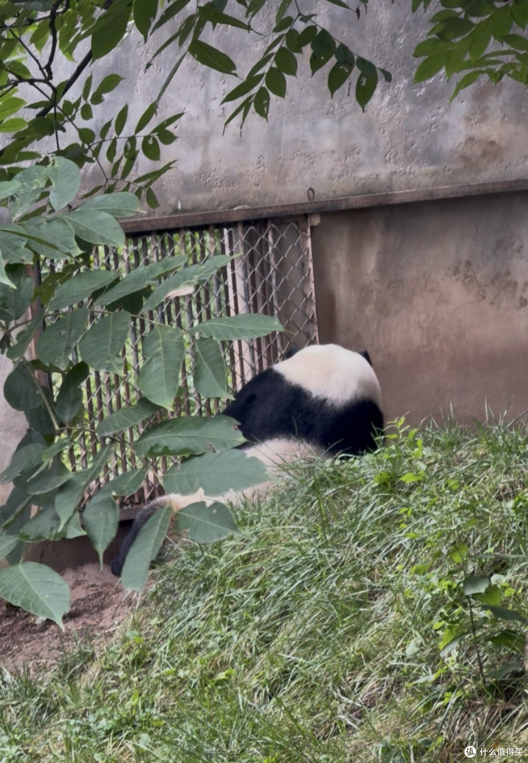 宇宙独一无二的巧克力熊猫！总得亲眼看一次吧！