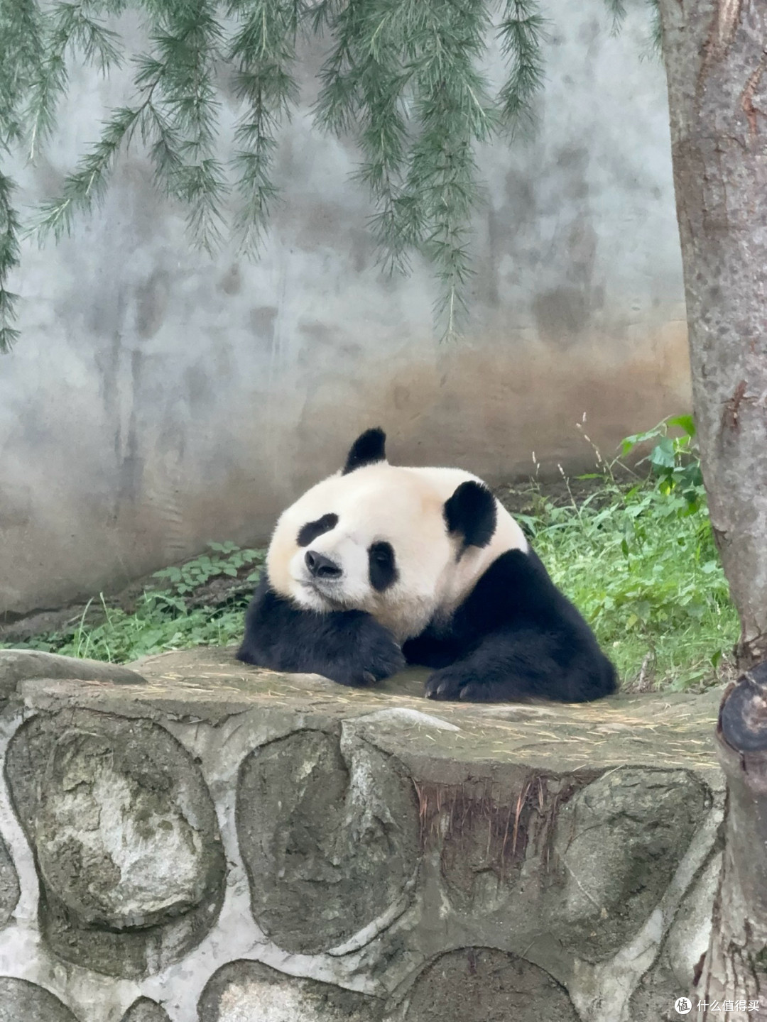 宇宙独一无二的巧克力熊猫！总得亲眼看一次吧！