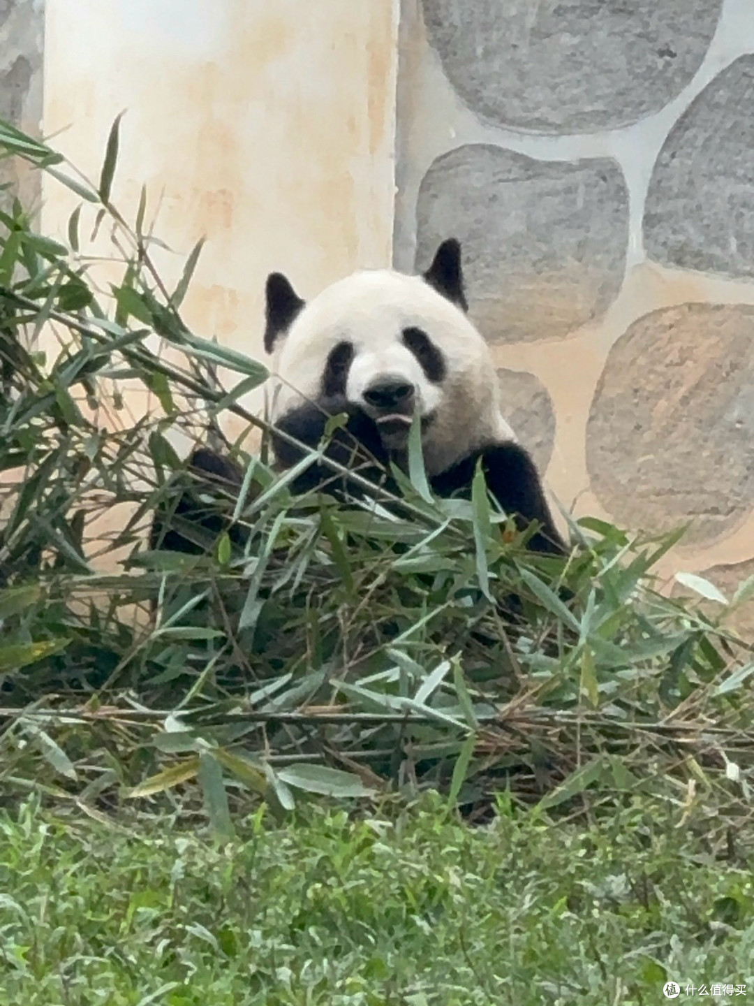 宇宙独一无二的巧克力熊猫！总得亲眼看一次吧！