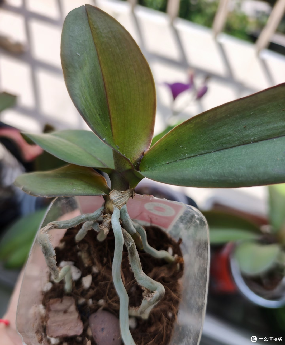 国庆节前后,你家蝴蝶兰还没冒花箭?现在赶紧做对这4件事