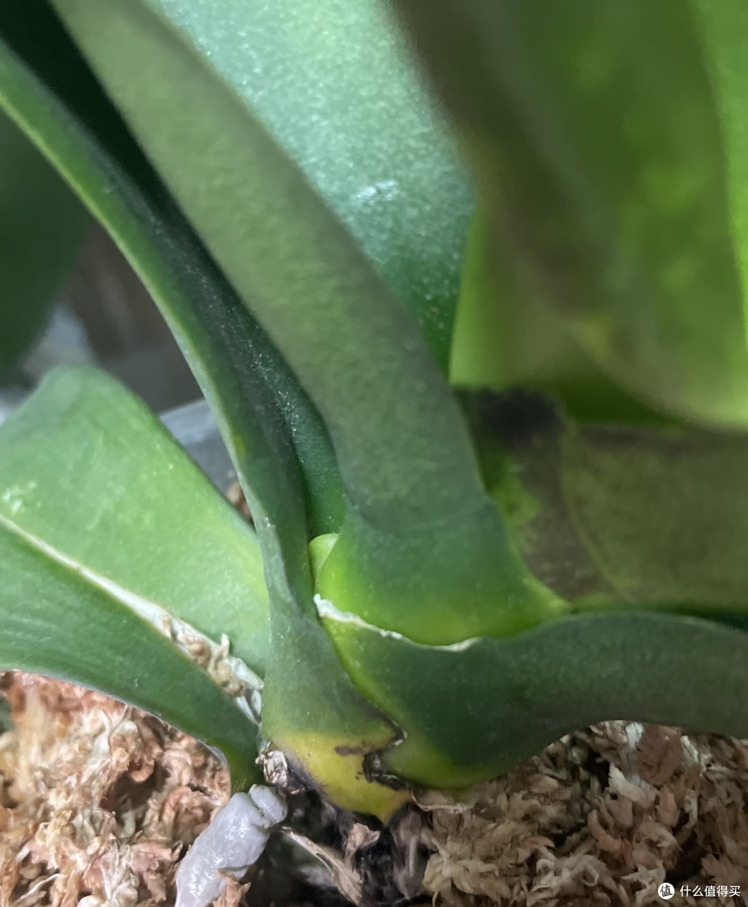 国庆节前后,你家蝴蝶兰还没冒花箭?现在赶紧做对这4件事