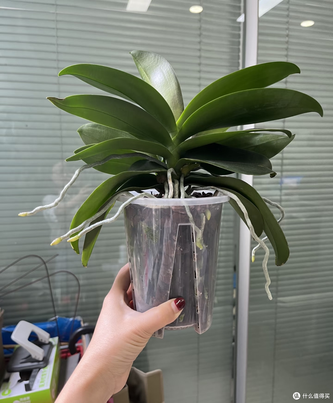 国庆节前后,你家蝴蝶兰还没冒花箭?现在赶紧做对这4件事