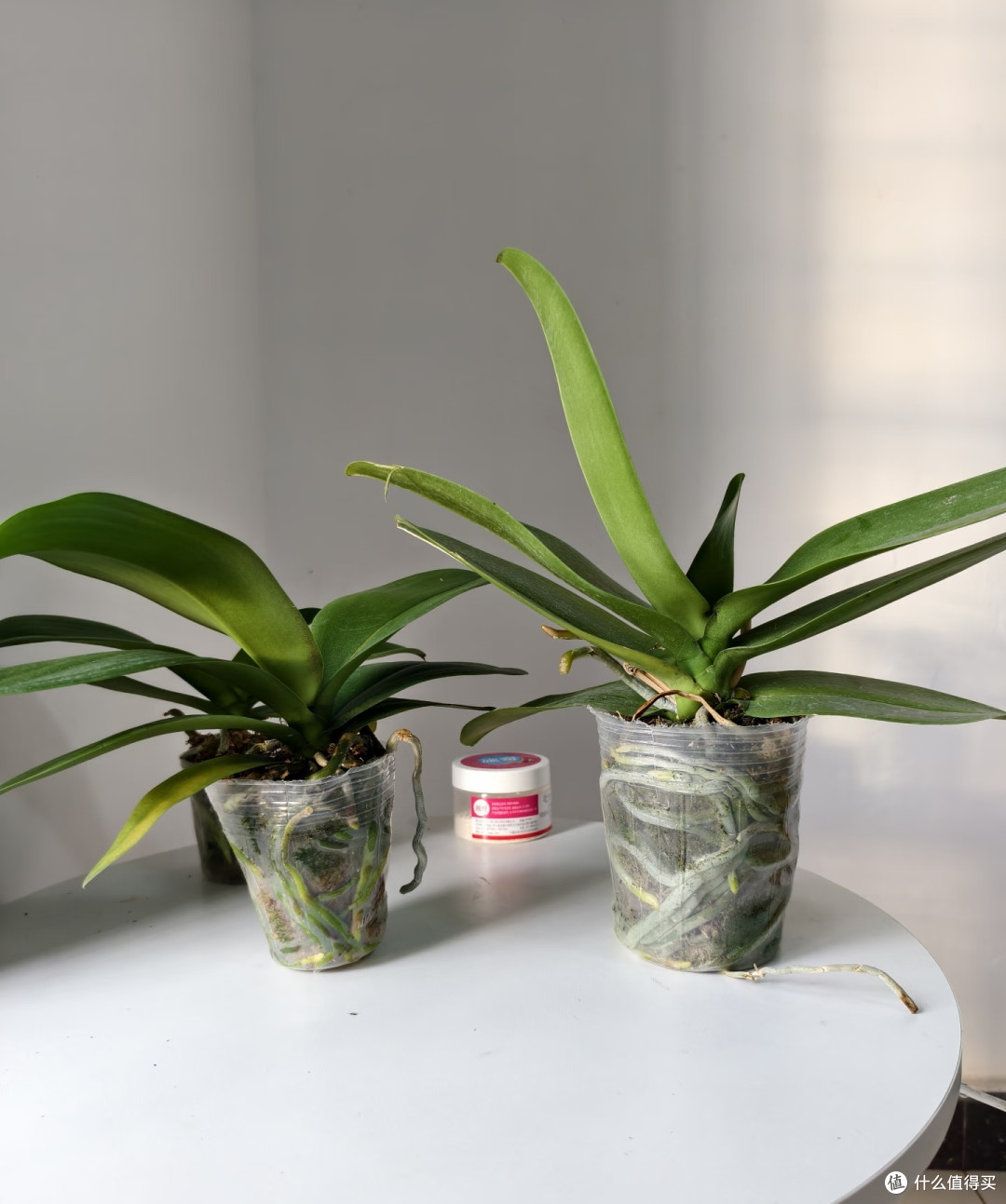 国庆节前后,你家蝴蝶兰还没冒花箭?现在赶紧做对这4件事