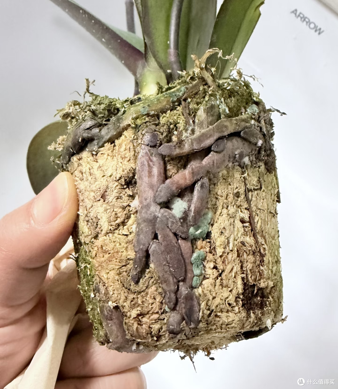 国庆节前后,你家蝴蝶兰还没冒花箭?现在赶紧做对这4件事