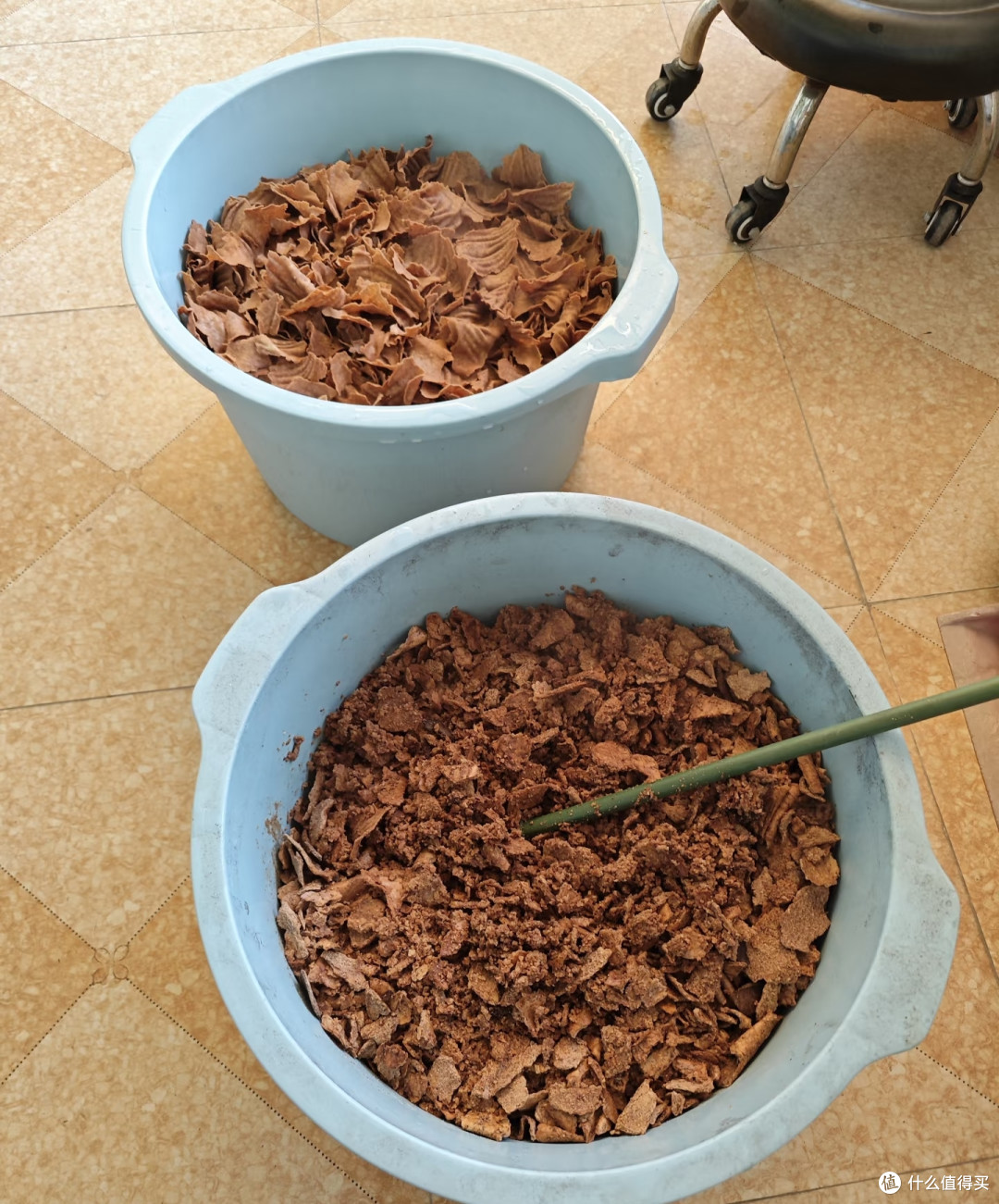 三角梅最爱喝这2种水!交替喂2周,株型饱满花叶浓密,越养越好看