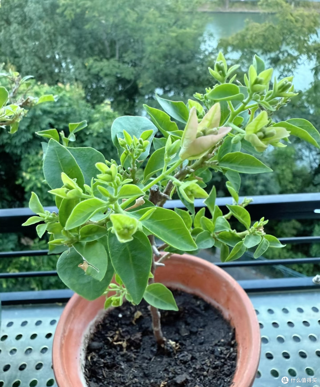 三角梅最爱喝这2种水!交替喂2周,株型饱满花叶浓密,越养越好看