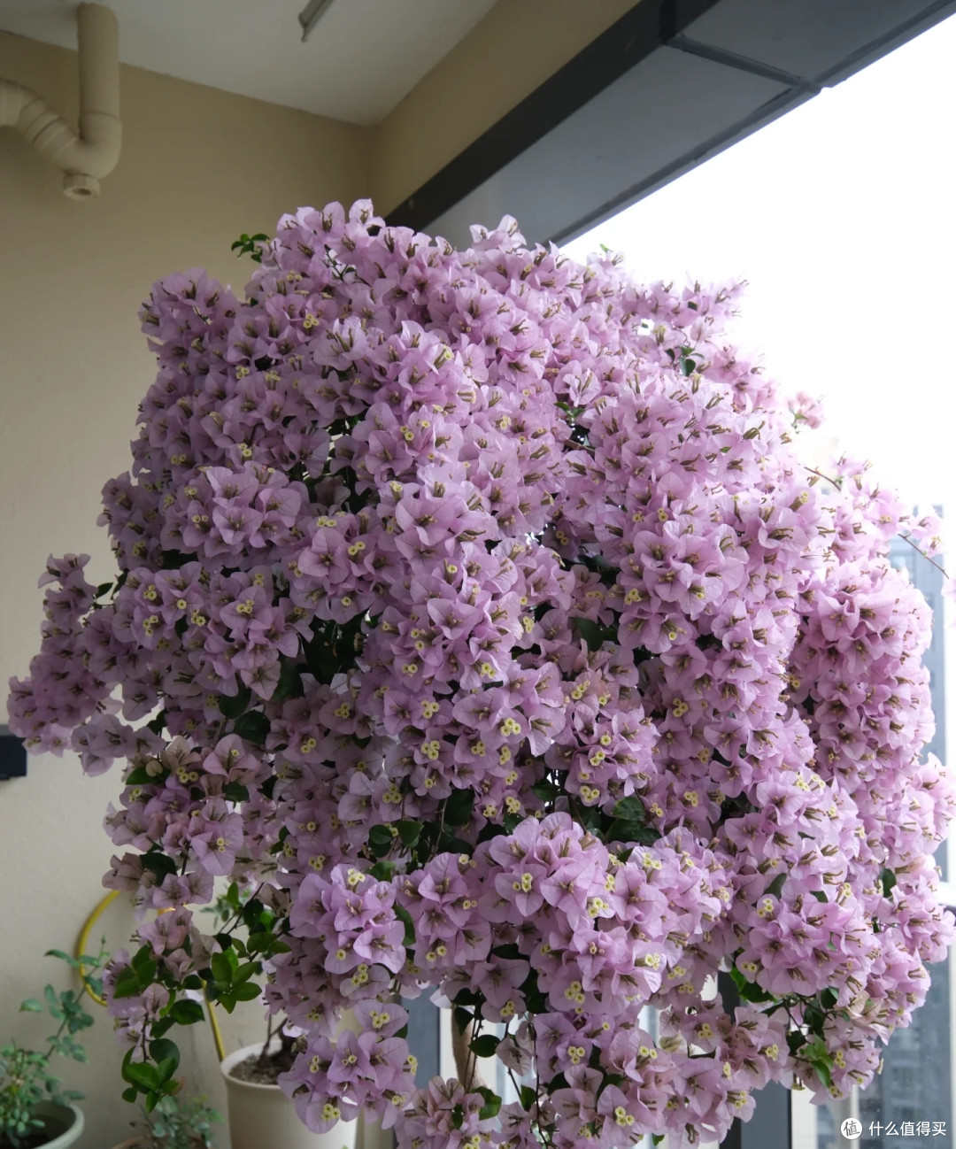 三角梅最爱喝这2种水!交替喂2周,株型饱满花叶浓密,越养越好看