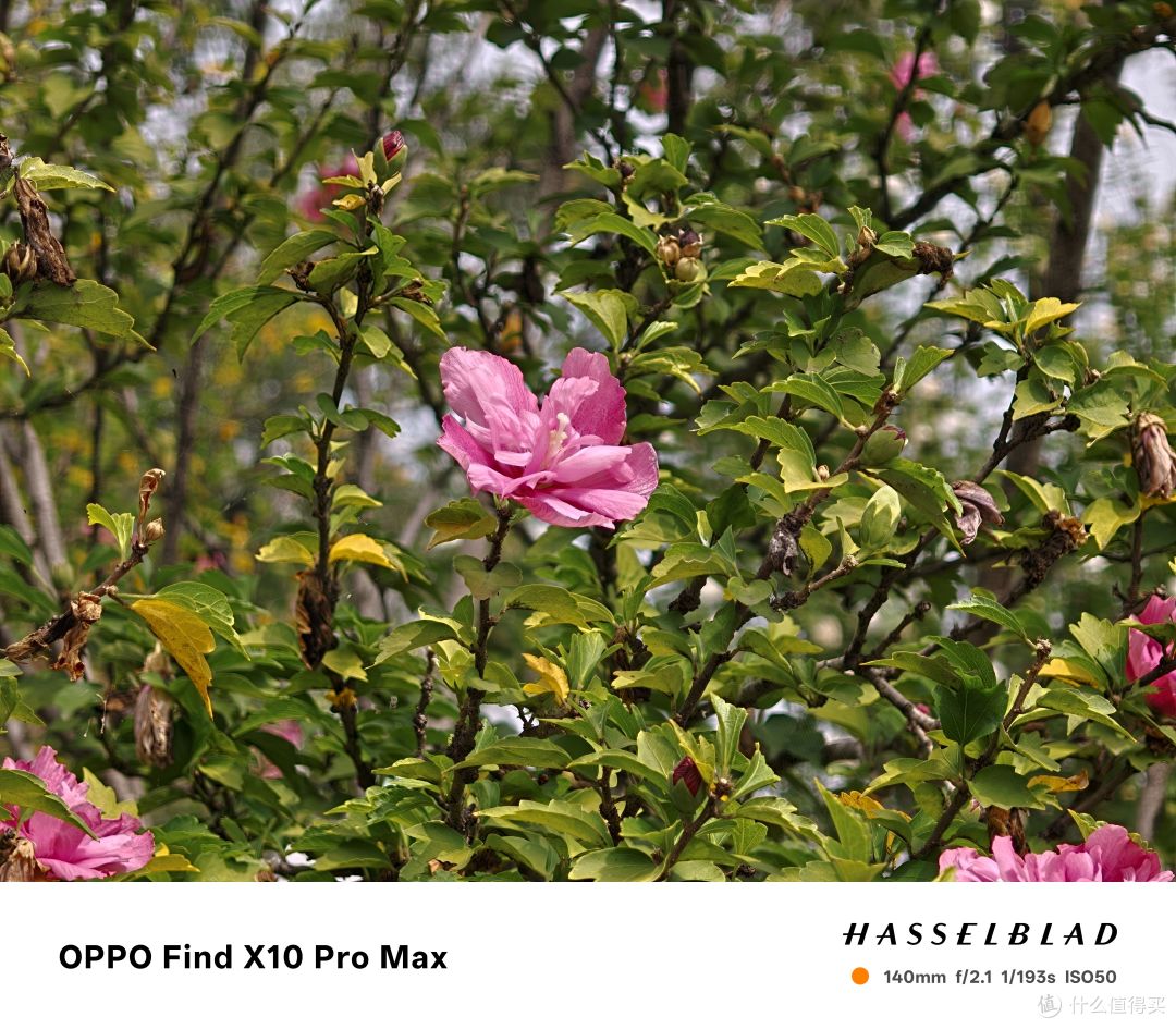 Find X10 Pro Max上手 7499带8折保值换新 依旧肉疼
