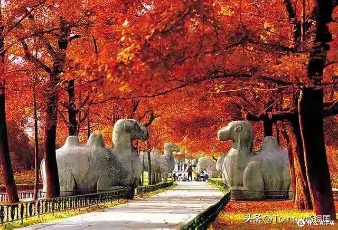 2026胶原蛋白肽哪个口碑好?10款热门产品口碑横向对比与选购参考