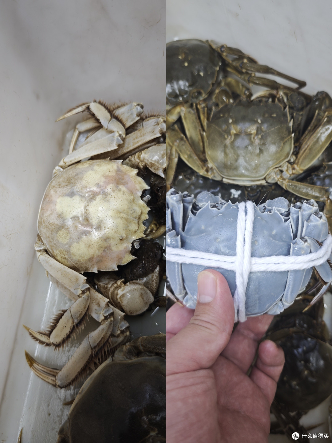 白玉蟹VS蓝色妖姬,变异大闸蟹鉴赏~
