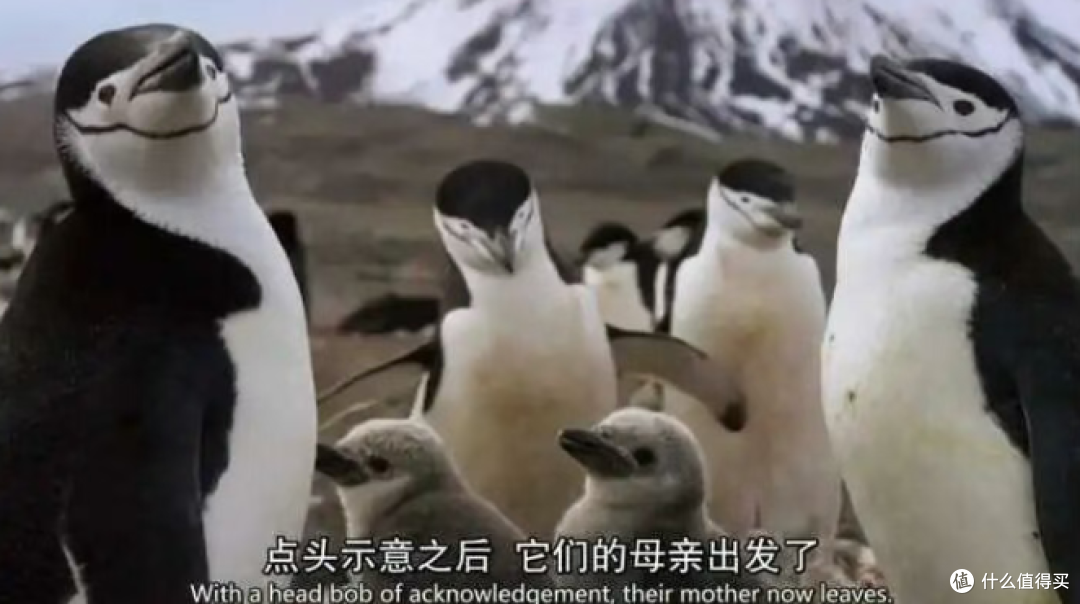 这8部BBC纪录片,每一部都在追问一个你不敢细想的问题