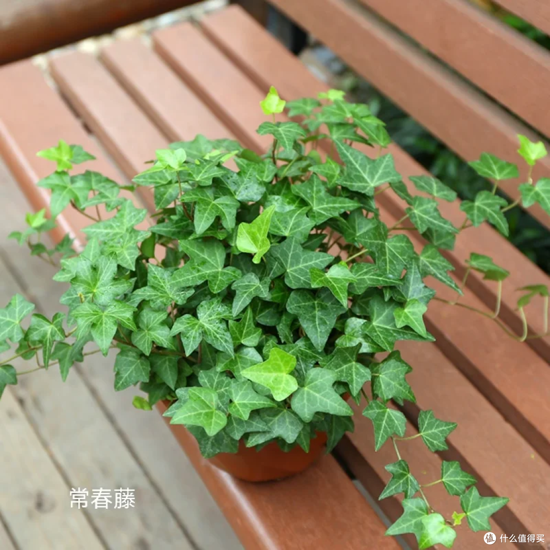 国庆前后,赶紧“扦插”这8种花,剪枝就生根,新手也能1盆变多盆
