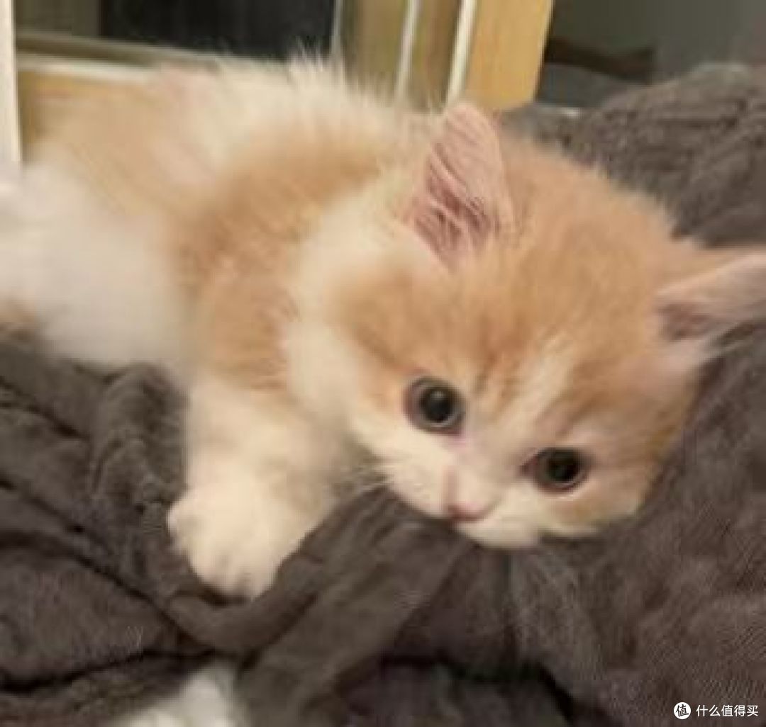 猫咪换粮后软便怎么办?从选粮到过渡的避坑总结