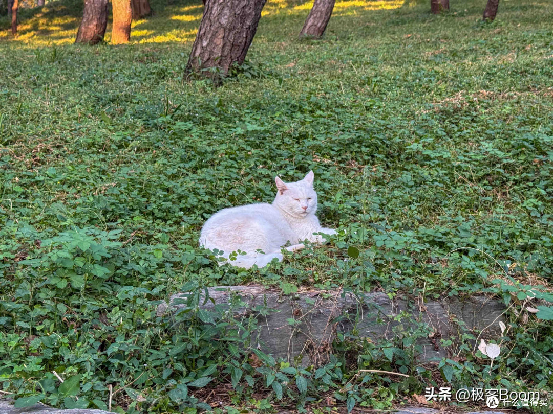 7倍望远镜的性价比之选：观穹7×28ED优缺点全解析