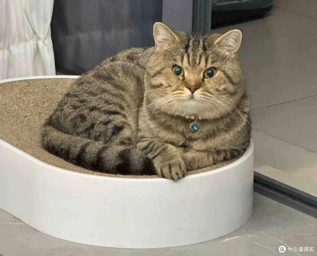 养猫人买的最值的五件东西!吃喝玩除浮毛统统搞定!新手养猫必看