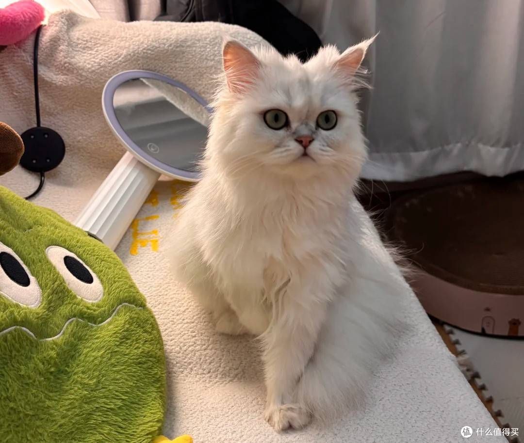 养猫不用花大钱!五年养猫人纯刚需好物分享!搞定吃喝掉毛问题