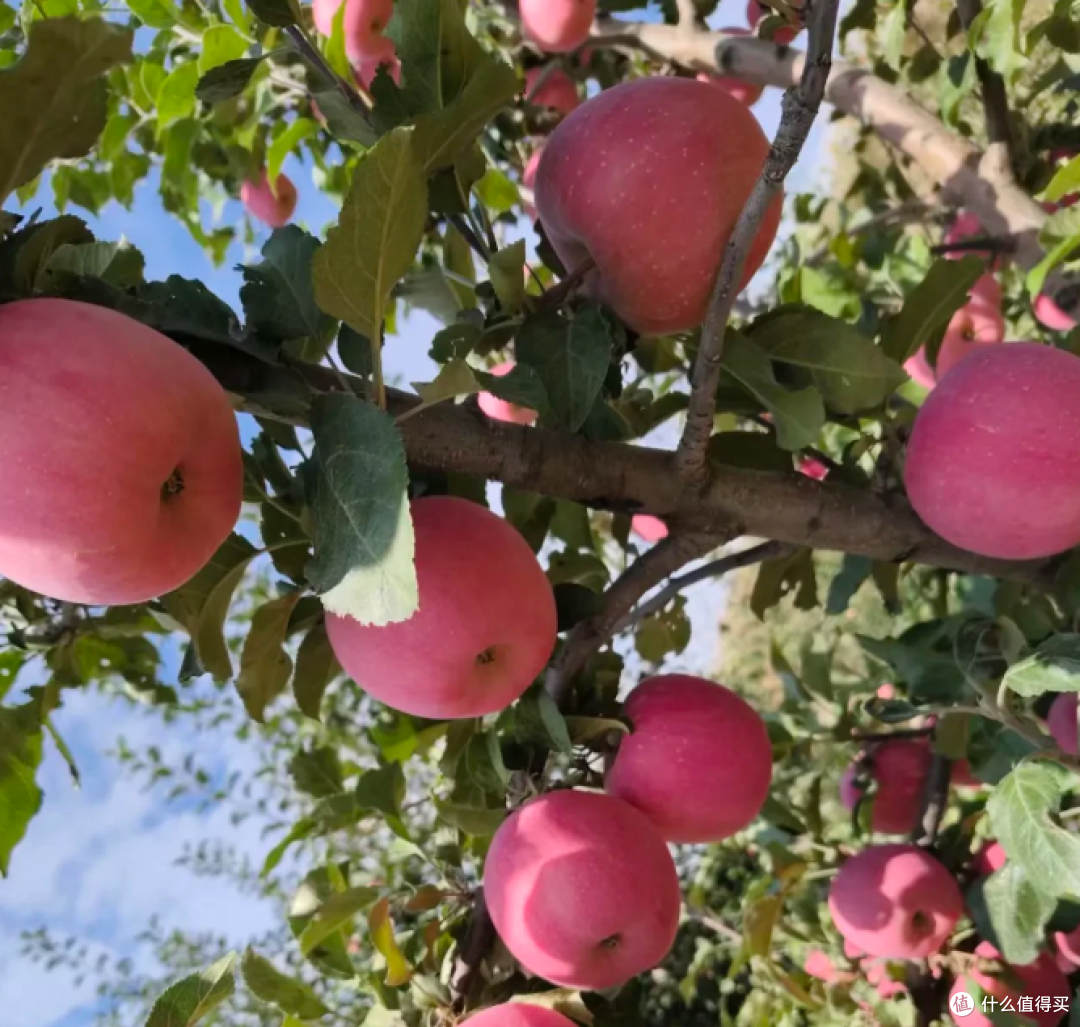 果园里抬头一看，红富士把枝子都压弯了🍎