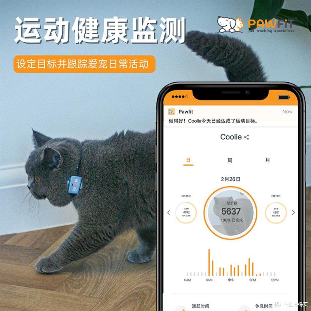 Pawfit Lite 定位器真实体验|散养猫主人客观测评