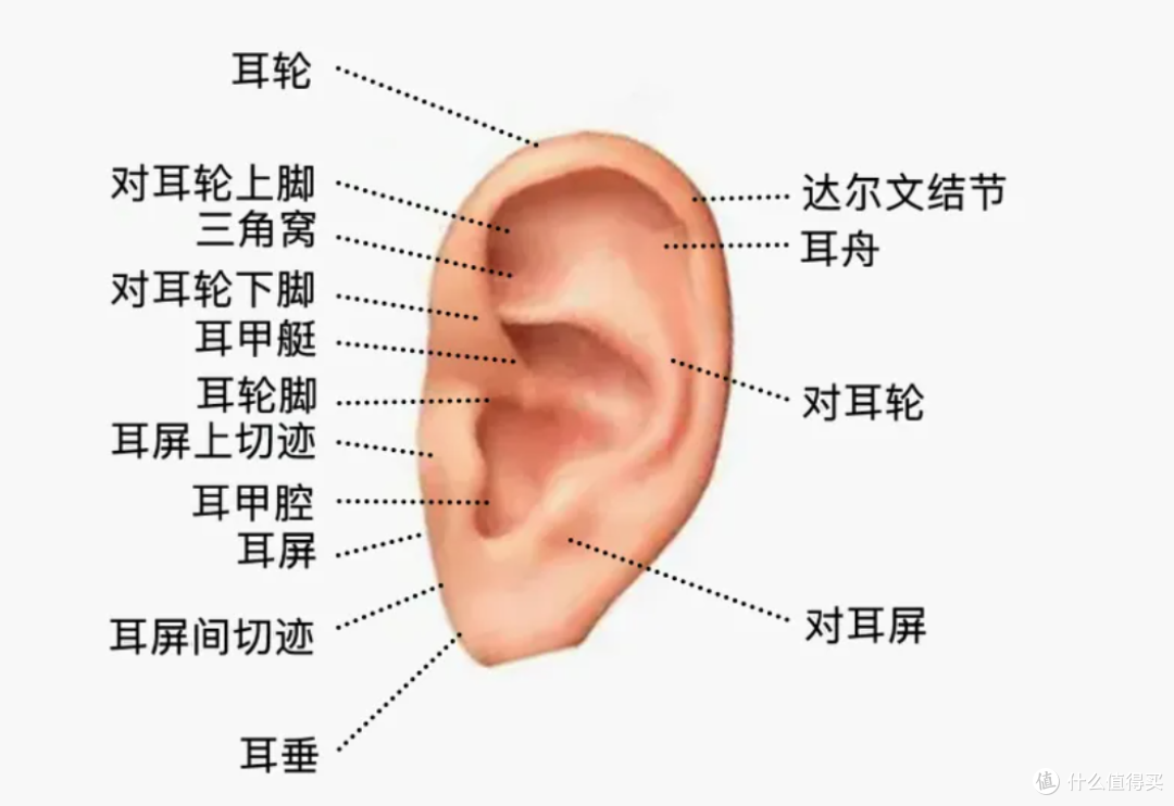 为什么耳廓一圈总是油腻腻的,有时候还会有皮屑?