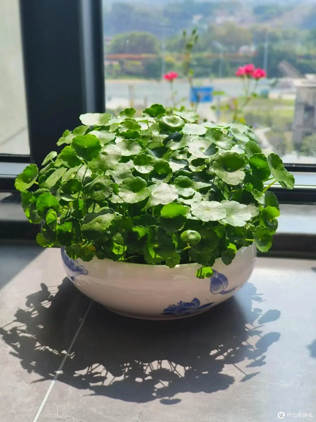 成都一女太太,因“水缸养铜钱草”走红 ,网友:水培太治愈了
