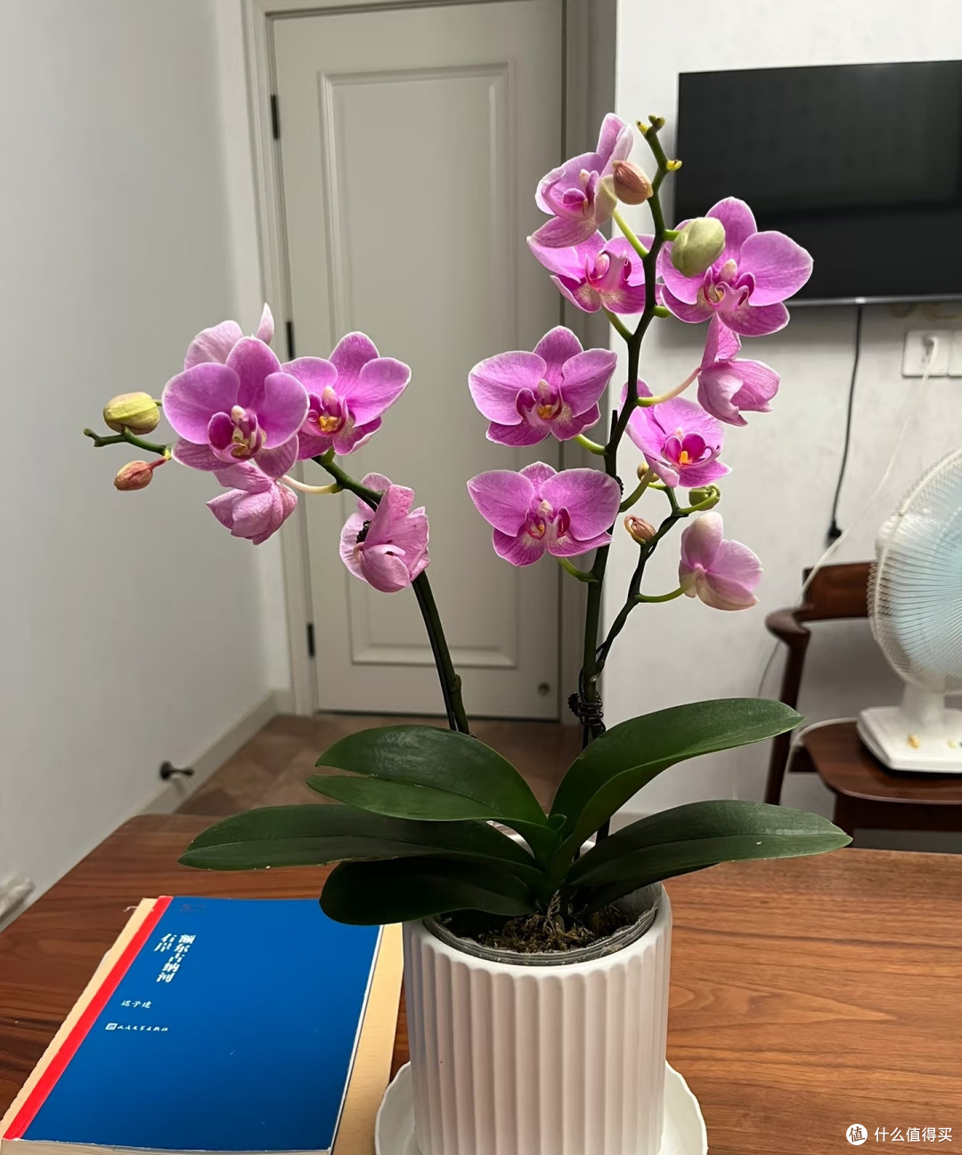 蝴蝶兰该晒太阳还是该阴养?不少人弄错了,现在纠正还来得及