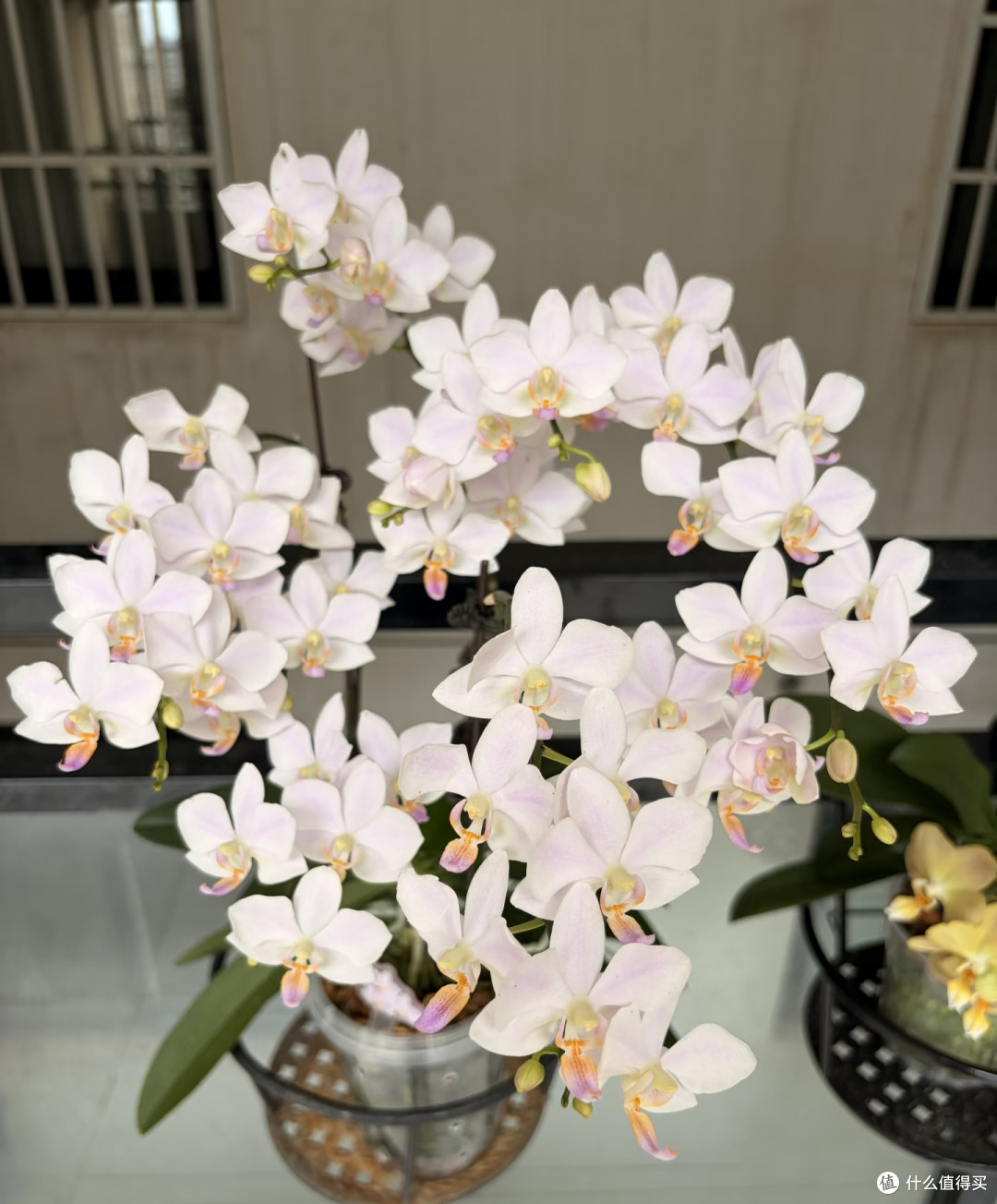 蝴蝶兰该晒太阳还是该阴养?不少人弄错了,现在纠正还来得及