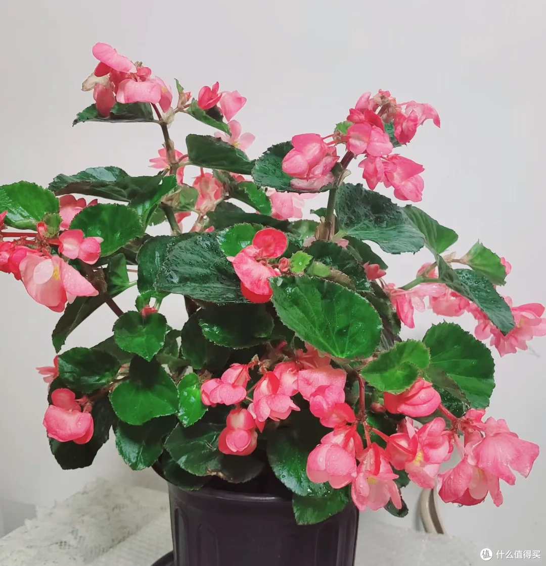 家里采光差,别“硬养”喜阳花!15种耐阴花,散光也能“开爆盆”