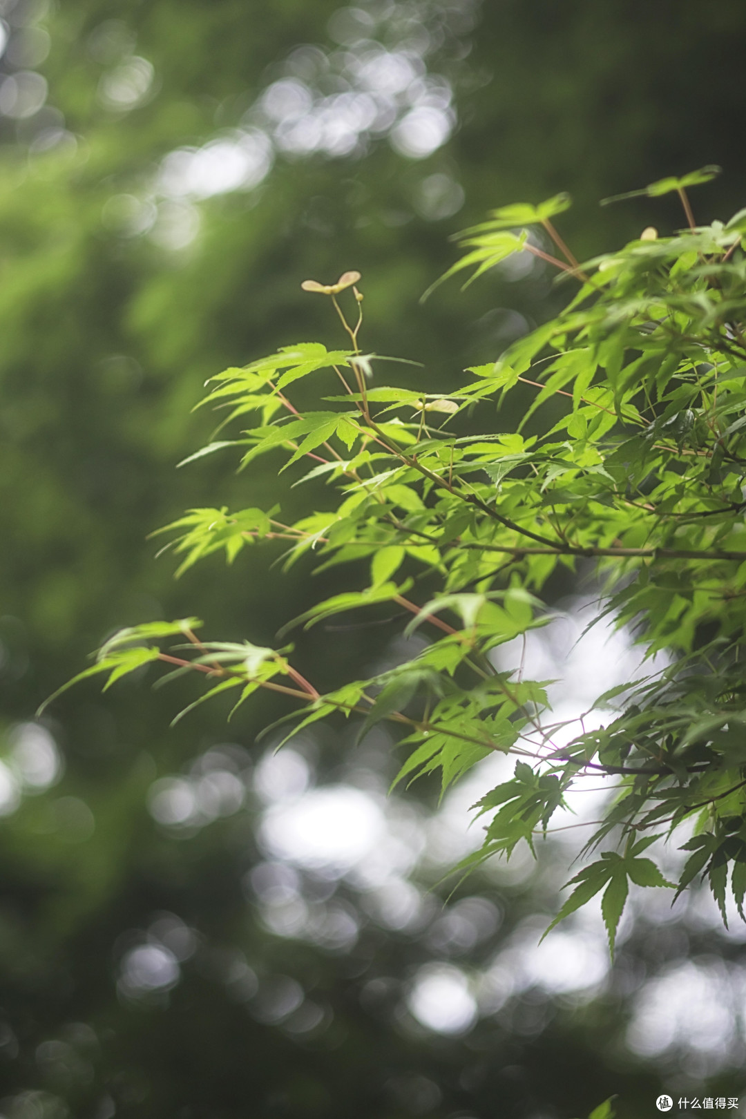 旅拍相机选购:微单与卡片机实测对比