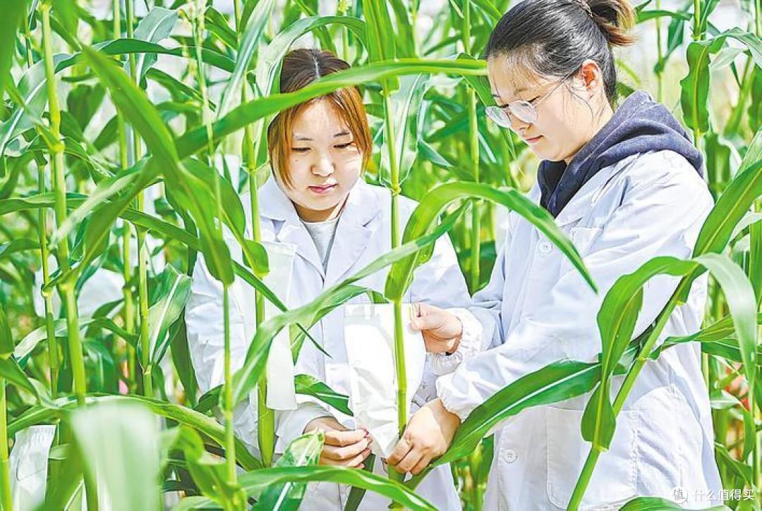 刷新纪录!我国新疆一地玉米亩产近3600斤,怎么会这么高?