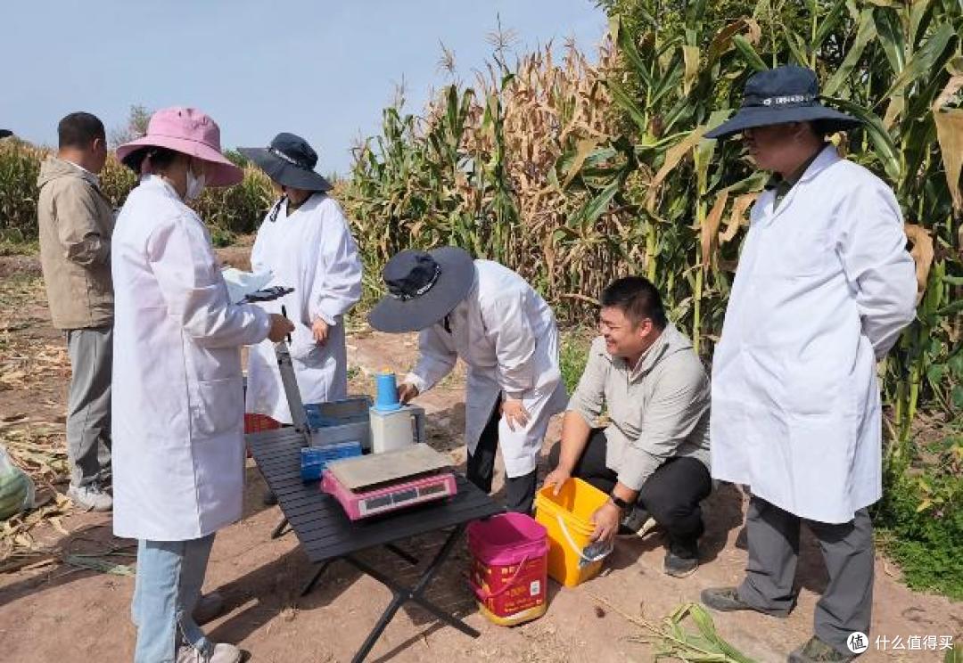 刷新纪录!我国新疆一地玉米亩产近3600斤,怎么会这么高?