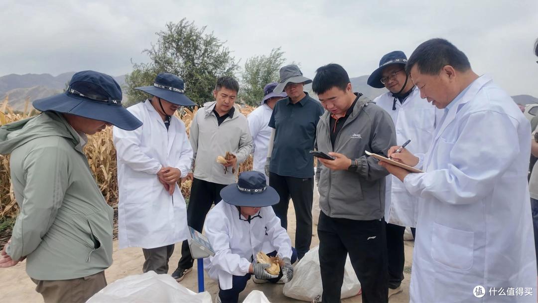刷新纪录!我国新疆一地玉米亩产近3600斤,怎么会这么高?