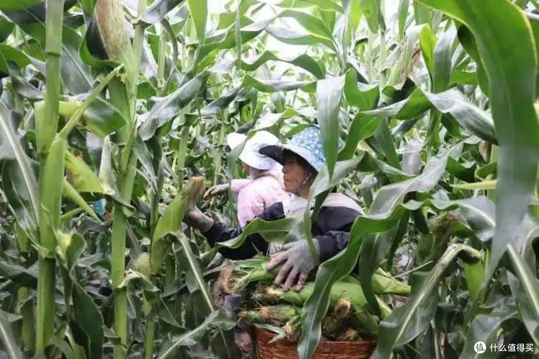 刷新纪录!我国新疆一地玉米亩产近3600斤,怎么会这么高?
