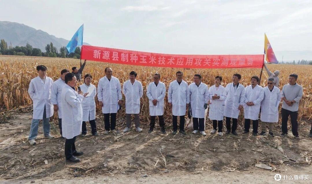 刷新纪录!我国新疆一地玉米亩产近3600斤,怎么会这么高?