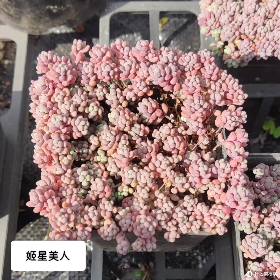 湖南一女子,因「多肉瀑布」火了,网友:一泻千里,太震撼了