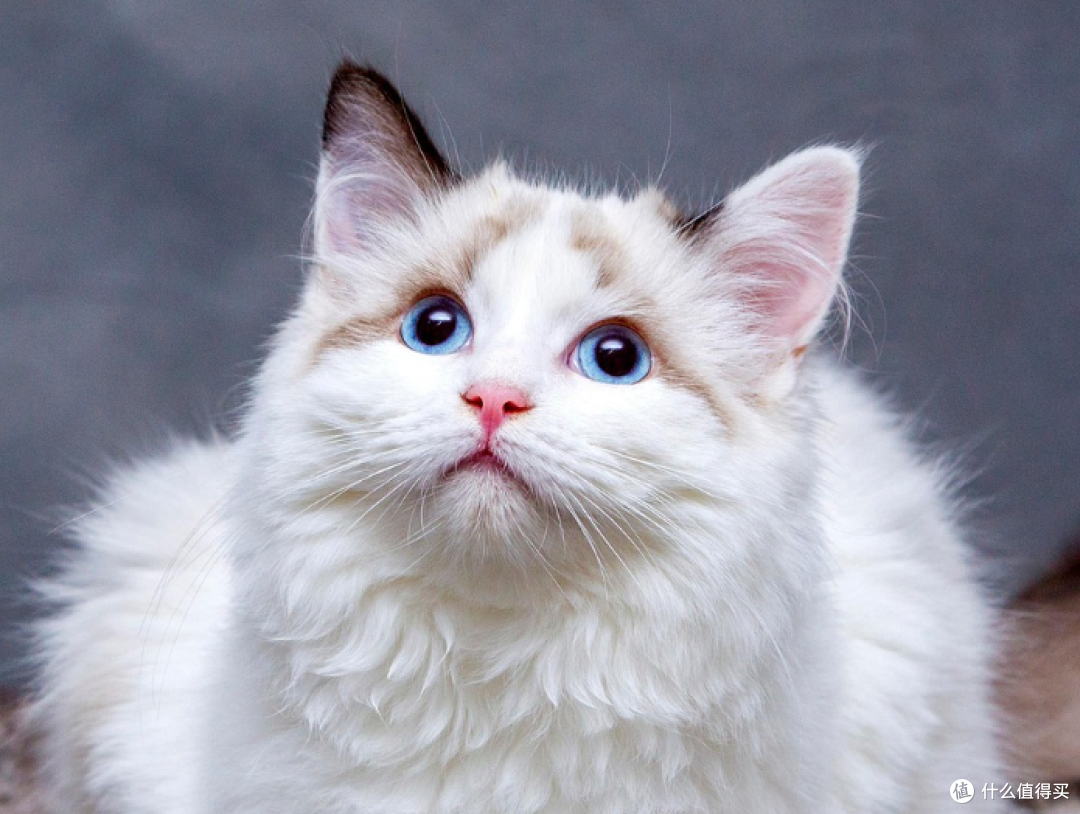 猫咪软便粮怎么选:5款敏感胃配方横向比较