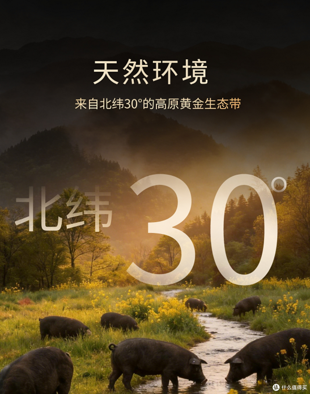 七环牧场・高厵珍猪，藏在高原里的本真肉香