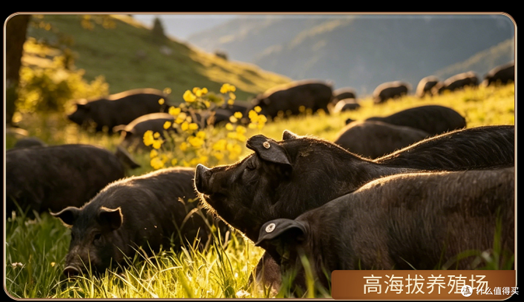 七环牧场・高厵珍猪，藏在高原里的本真肉香