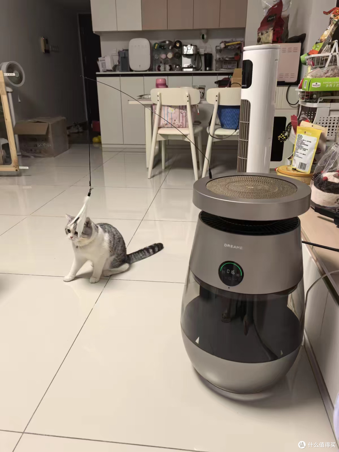 养猫人谁懂啊！满屋浮毛 + 猫砂异味 + 打喷嚏过敏😭