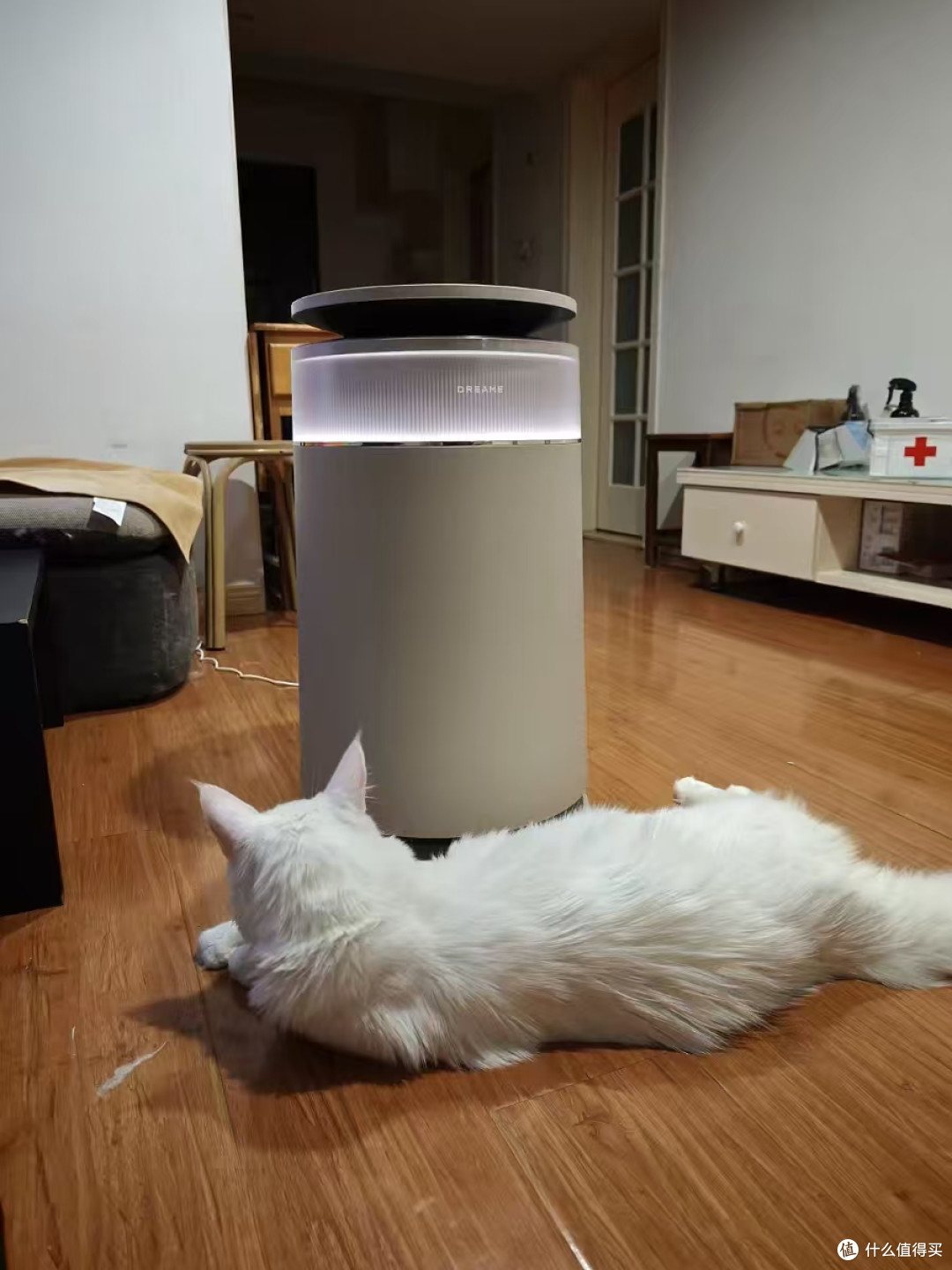 谁懂！家里飘猫毛 + 一股猫腥味，鼻炎真扛不住