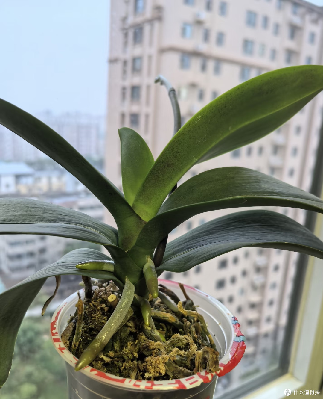 劝大家别轻易养蝴蝶兰,真的会“中毒”